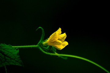10904