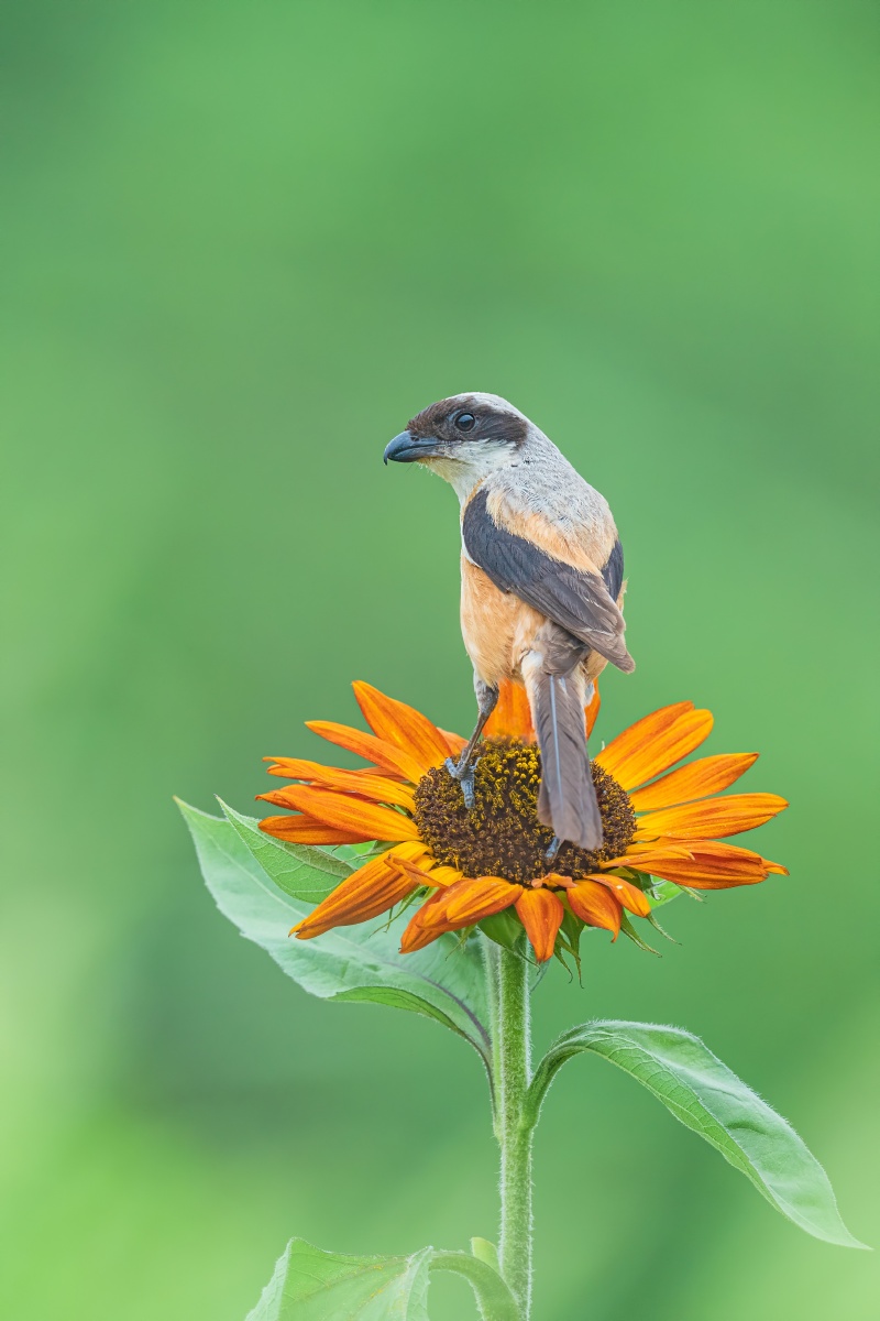 伯劳- 拍好鸟 - 图虫