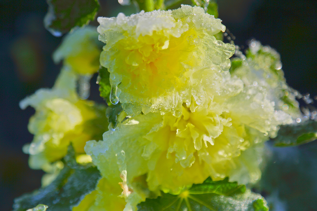 傲霜 - 李正乾 - 图虫网 - 最好的摄影师都在这