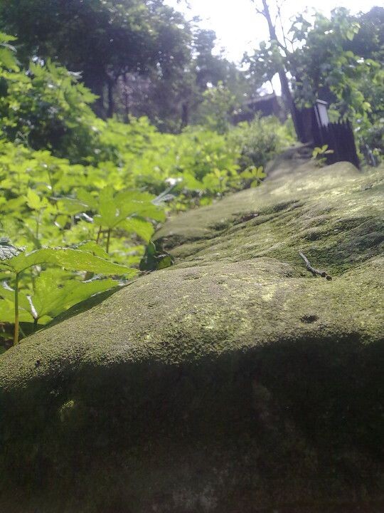 古道<br />
废弃的旧码头上的盐道，青苔野草