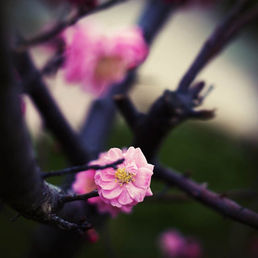 桃花-<br />