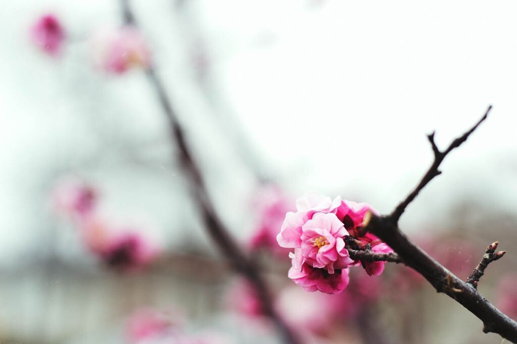 桃花--2<br />