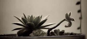 IMG_9227.jpg