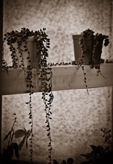 IMG_9234.jpg
