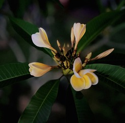 99B7F5DE-8003-456A-94A0-A05D3ED6BAE4/L0/001