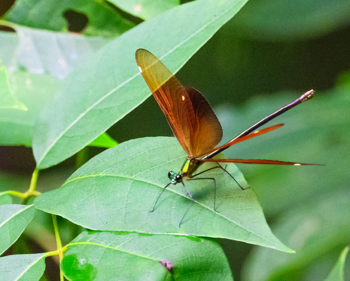 褐单脉色蟌雌秦岭