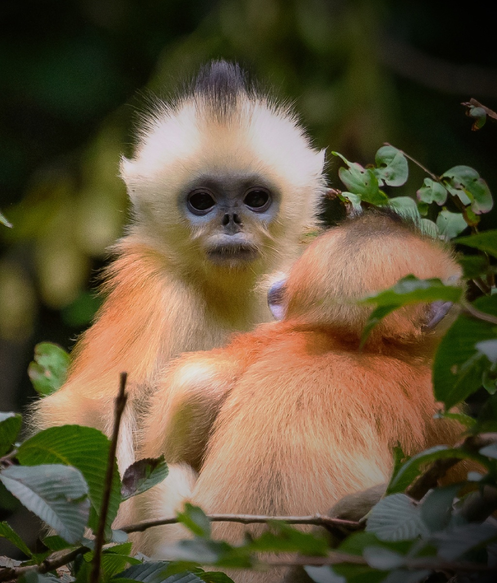 川金丝猴 秦岭 - 唐古拉秦岭山地 - 图虫
