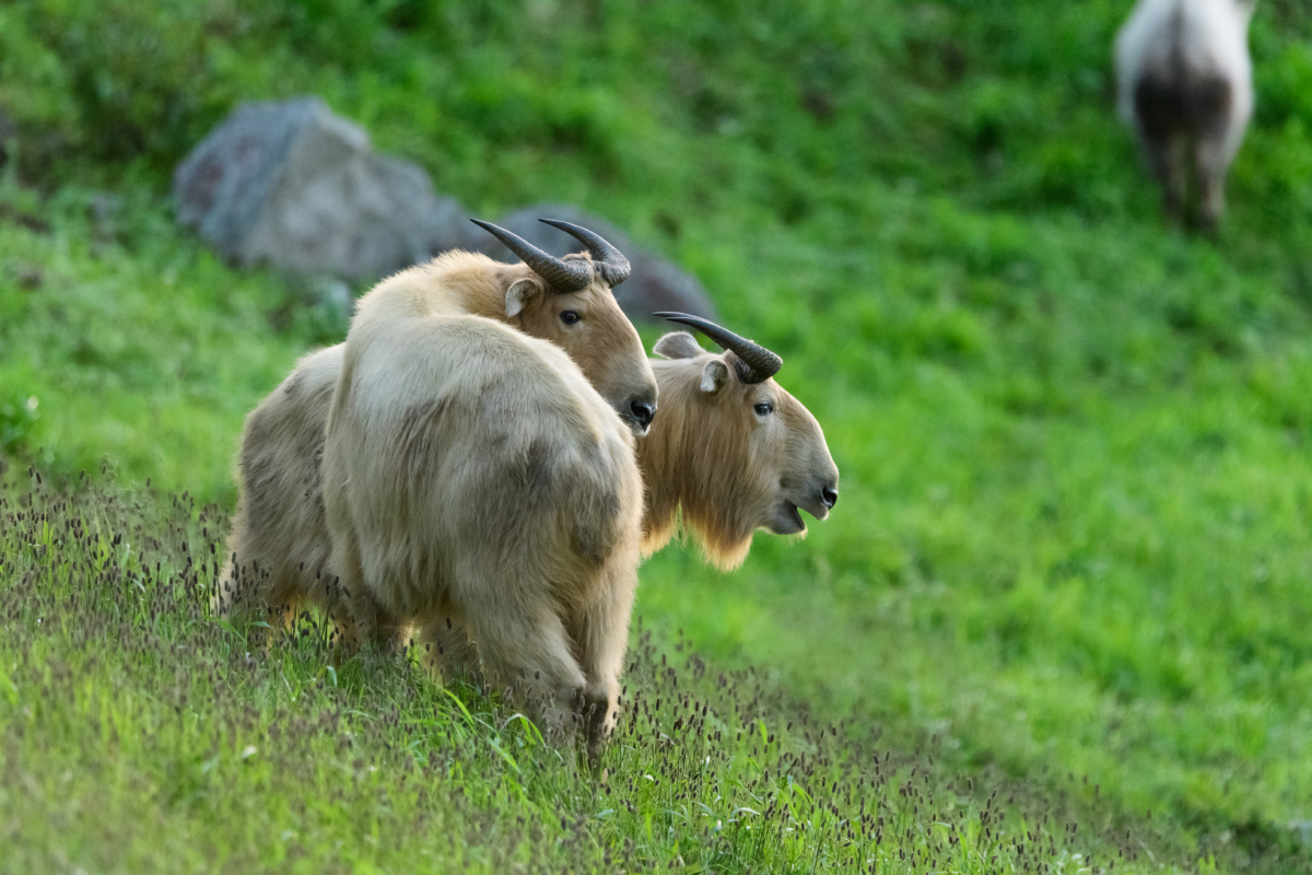 金毛扭角羚秦岭