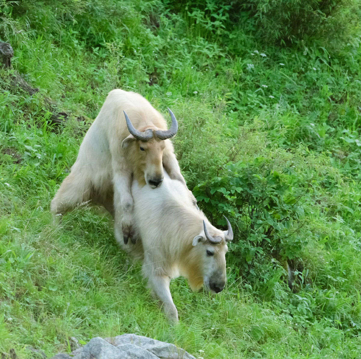 金毛扭角羚秦岭