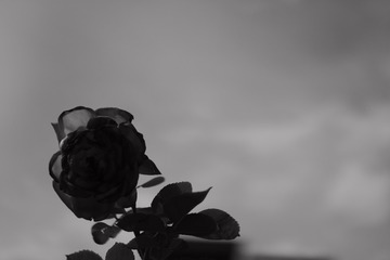 923666BD-59E4-4DF8-A0FC-0BBE244E4A47/L0/001
