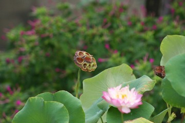 IMG_8931.JPG