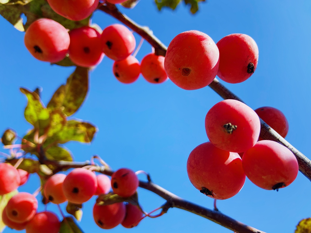 太喜欢这蓝天下的大红果了0505这配色真的好纯净秋天78