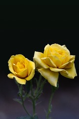 BB8DBC25-3142-4176-809E-FB3399CC3270/L0/001