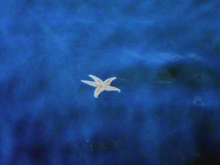 海星.jpg
