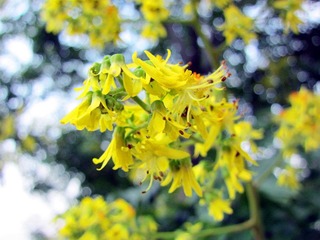 繁花落尽_.jpg
