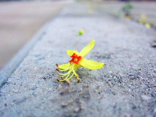 一路繁花相送_副本.jpg