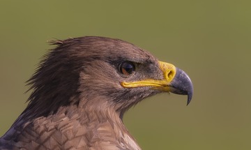 26429