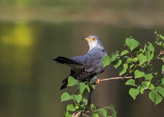 968777