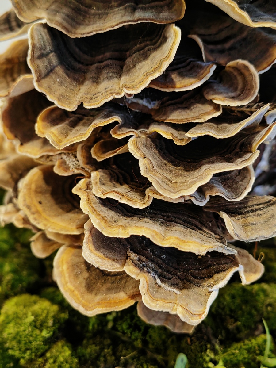 桃木灵芝 - 三到看世界 - 图虫