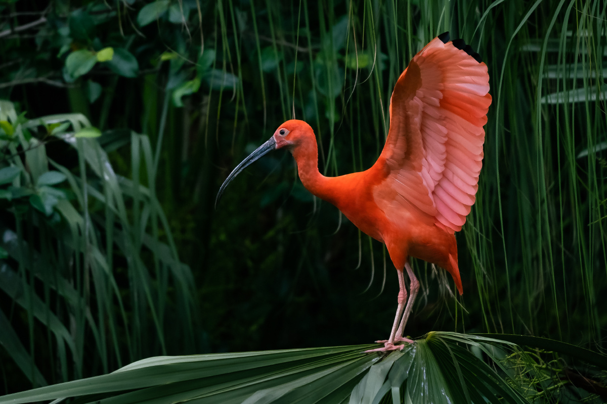自然之灵美洲红鹮2021摄于广州长隆野生动物世界