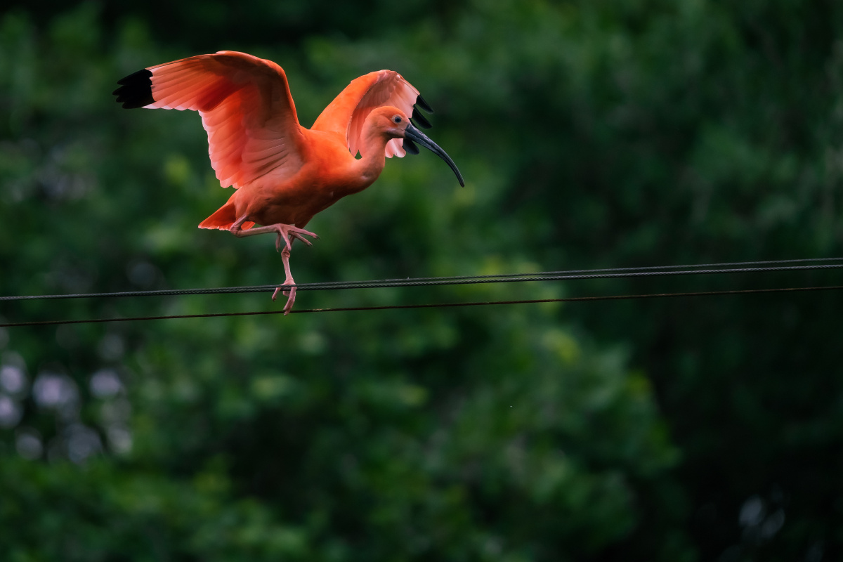 自然之灵美洲红鹮2021摄于广州长隆野生动物世界