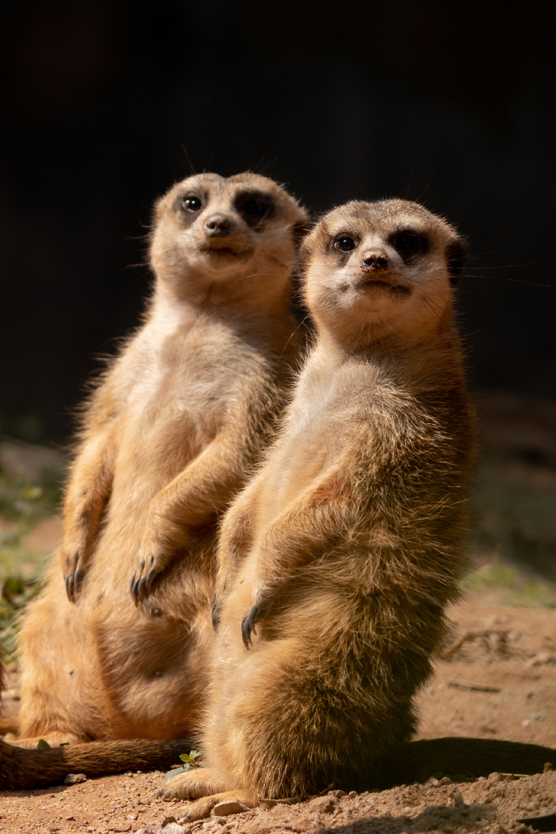 《长隆野生动物世界里那些可爱又美丽的生灵》 2021年多次去长隆野生