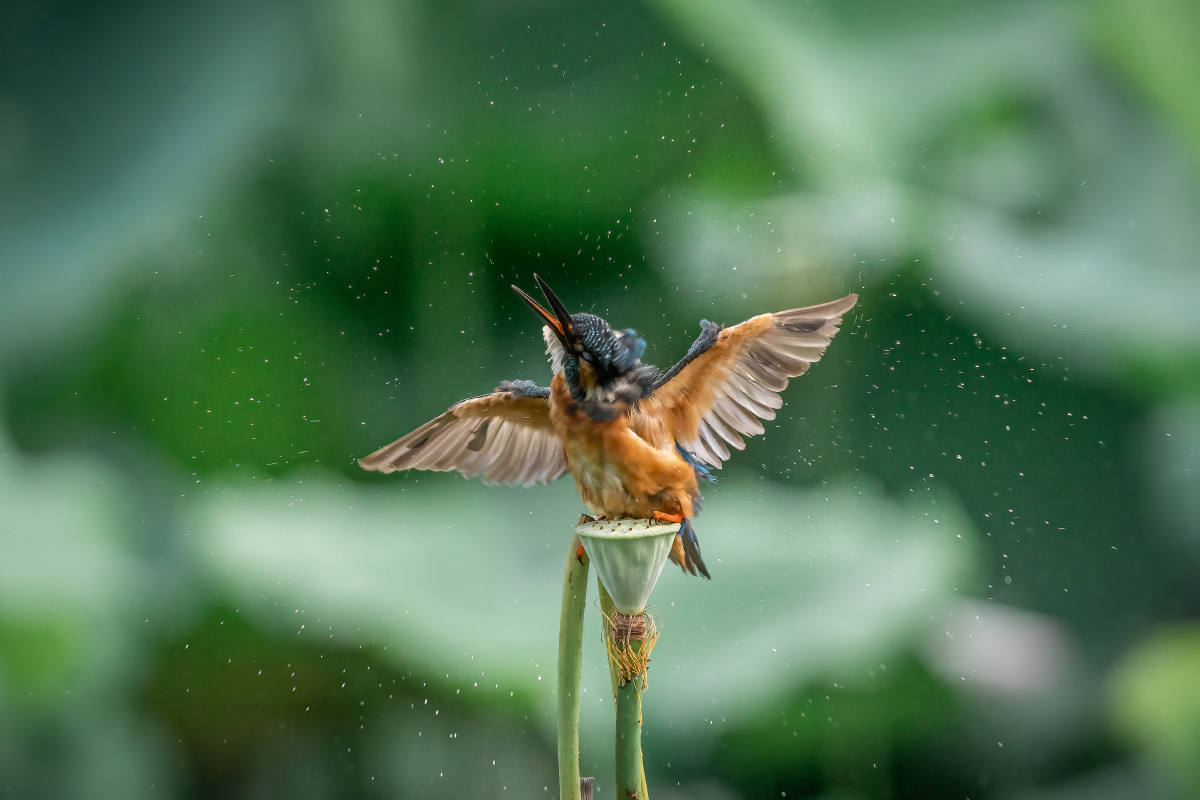 自然精灵普通翠鸟野生动物的拍摄工作经常会让摄影师在野外一呆就是