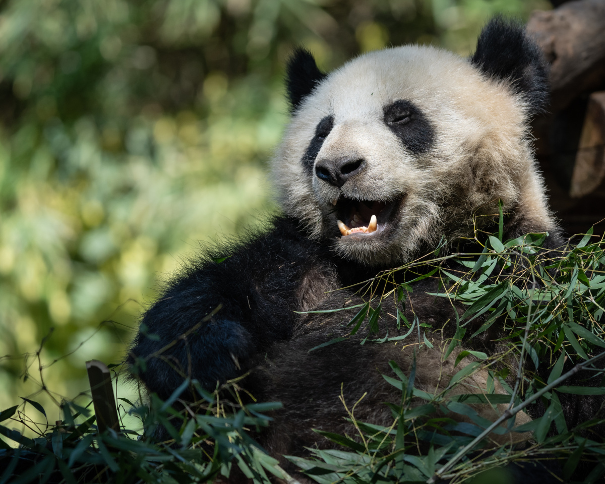 真好吃2021摄于广州长隆野生动物世界