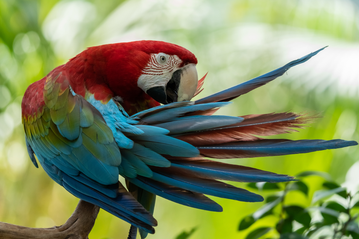 大自然的精灵色彩缤纷的鹦鹉2021摄于广州长隆野生动物世界