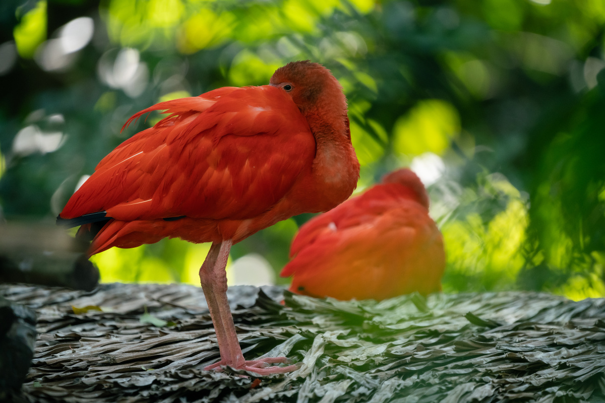 自然之灵美洲红鹮2021摄于广州长隆野生动物世界