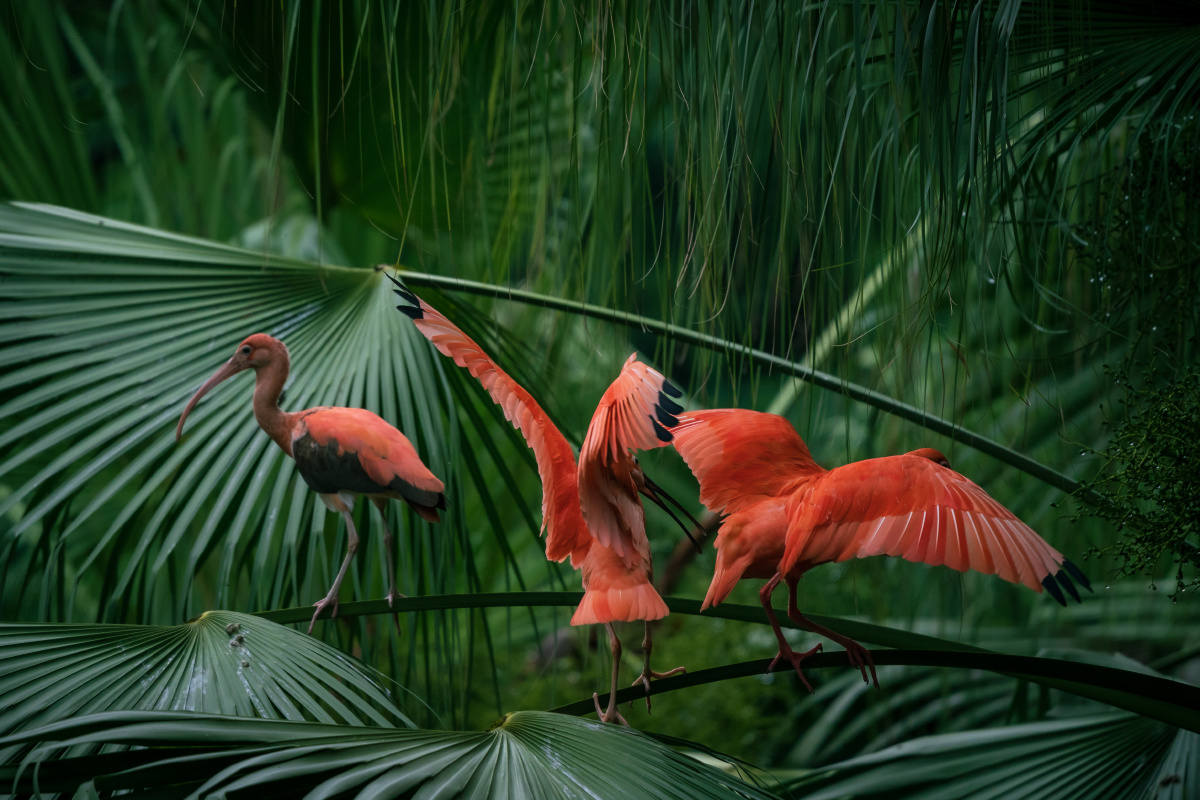 自然之灵美洲红鹮2021摄于广州长隆野生动物世界