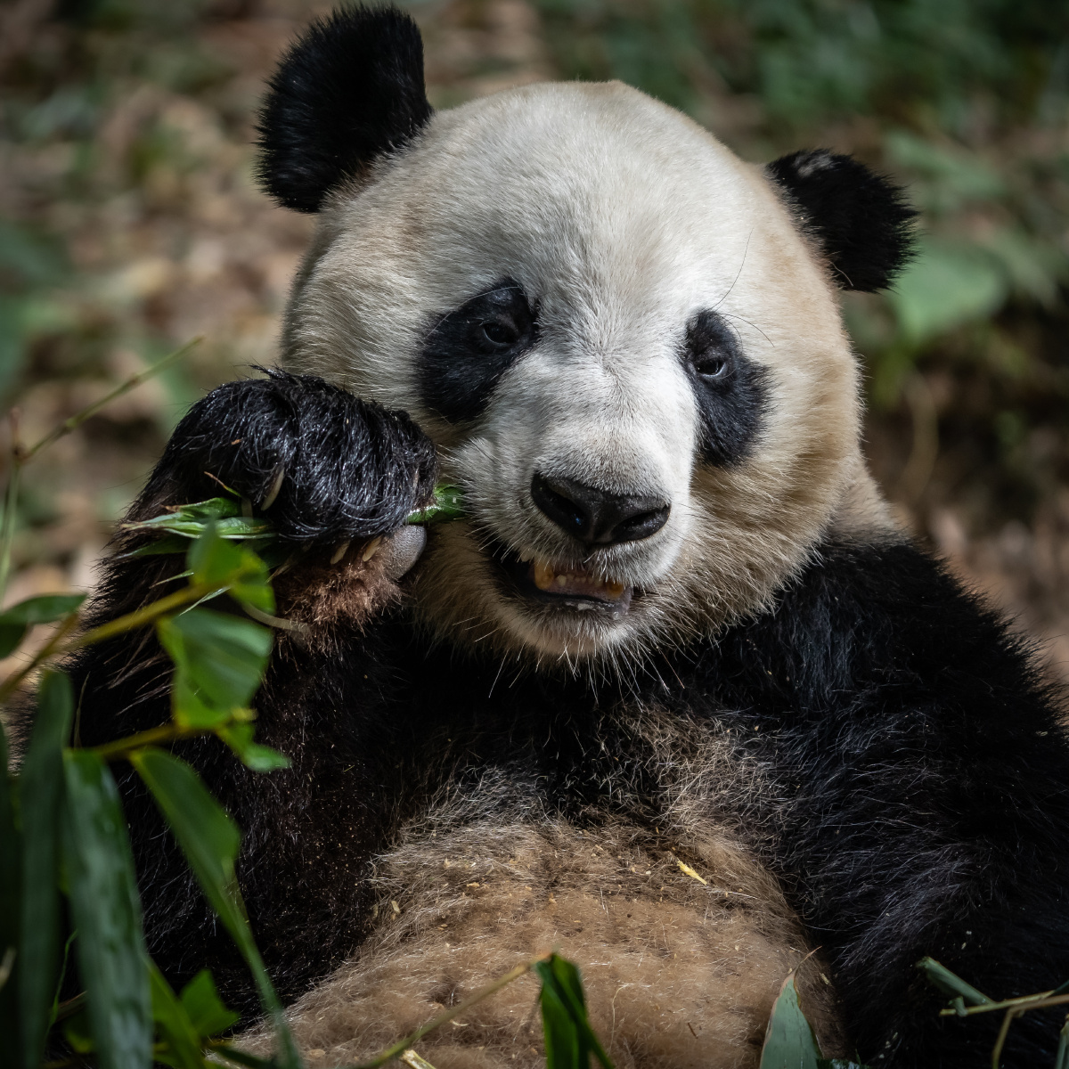 真好吃2021摄于广州长隆野生动物世界