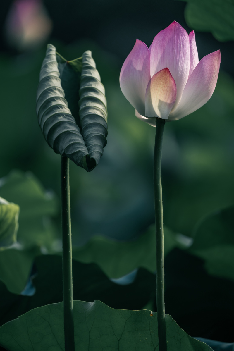 盛夏荷花