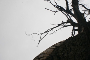 _MG_3849.JPG