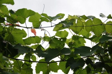 IMGP4024.JPG