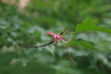 IMGP4116.JPG