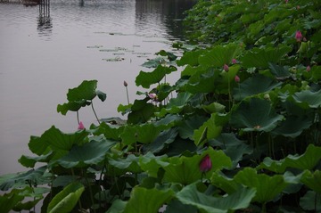 IMGP4751.JPG