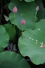 IMGP4747.JPG