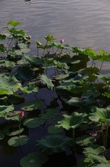 IMGP4945.JPG