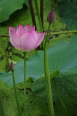 IMGP5007.JPG
