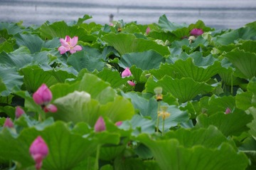 IMGP5020.JPG