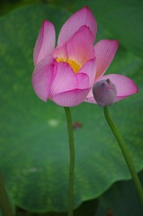 IMGP5042.JPG