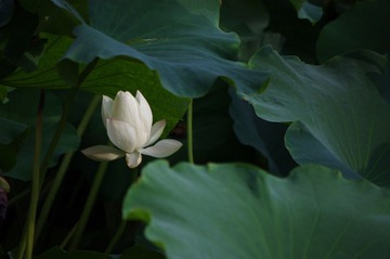 IMGP5163.JPG