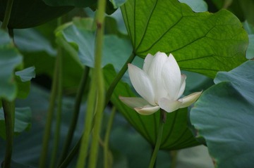 IMGP5222.JPG