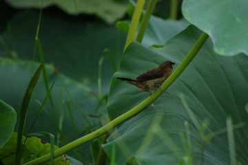 IMGP5229.JPG