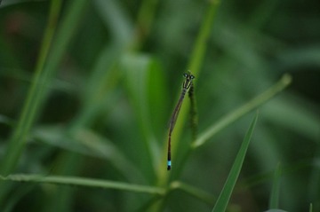 IMGP5230.JPG