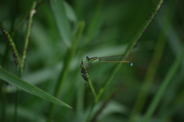 IMGP5231.JPG