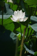 IMGP5430.JPG