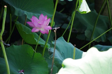 IMGP5449.JPG