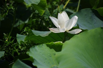 IMGP5458.JPG